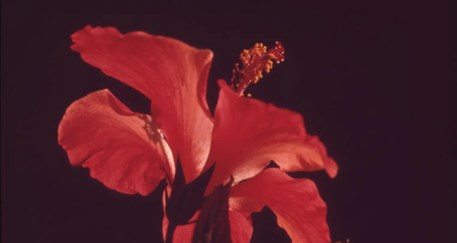 Fotografie close-up van een rode bloem.